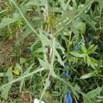 Lactuca canadensis Прочее