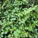 Vaccinium myrtillus List