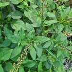 Ocimum carnosum Frunză