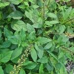 Ocimum carnosum List