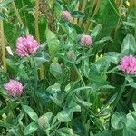 Trifolium pratense Otro