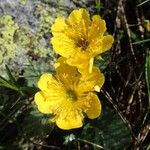 Geum montanum Λουλούδι