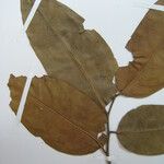 Cathedra acuminata Други