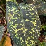 Aglaonema costatum Blatt