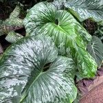 Philodendron mamei Hoja