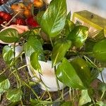 Epipremnum aureum Hoja