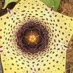 Huernia formosa Flower