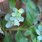 Trifolium dubium Blomma