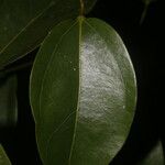 Anomospermum reticulatum Φύλλο
