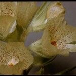 Mohavea confertiflora Flor