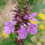 Stachys palustrisCvet