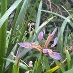 Iris foetidissima Λουλούδι