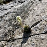 Saxifraga longifolia عادت