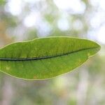 Erythroxylum laurifolium Leaf