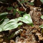 Maianthemum bifolium Облик