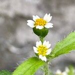 Galinsoga quadriradiata Flower