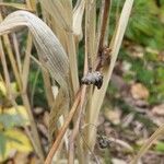 Phalaris canariensis Ліст