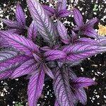 Strobilanthes auriculata Лист