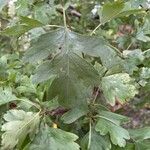 Crataegus rhipidophylla Blad