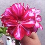 Pelargonium peltatum Flor