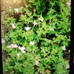 Geranium endressii叶