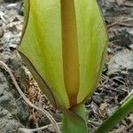 Arum concinnatum Kvet