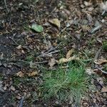 Festuca heterophylla Blatt