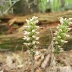 Goodyera pubescens Blüte