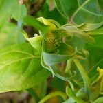 Cananga odorata Flower