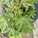 Hibiscus acetosella Leaf