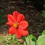 Dahlia coccinea Květ