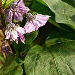 Solanum melongena Leaf