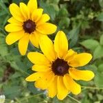 Rudbeckia hirtaFlor