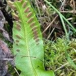 Asplenium scolopendrium Фрукт