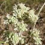 Teucrium capitatum Blomma