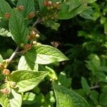 Cotoneaster integerrimusFlor