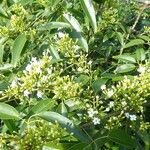 Jasminum didymum Flower