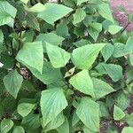 Ageratina adenophora Blatt