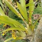 Oncidium sphacelatum Hoja