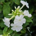 Phlox paniculata 花