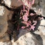 Rosularia sempervivum 整株植物