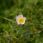 Rosa corymbifera Hoja