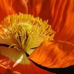 Papaver croceum Other