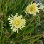 Crepis albidaFlower