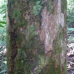 Pouteria flavilatex Bark