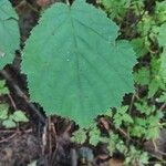 Corylus cornuta ഇല