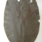 Eugenia albicans अन्य