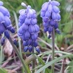 Muscari armeniacum Žiedas