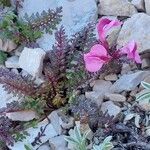 Pedicularis rostratocapitata Flower