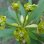 Euphorbia lamarckii Цветок